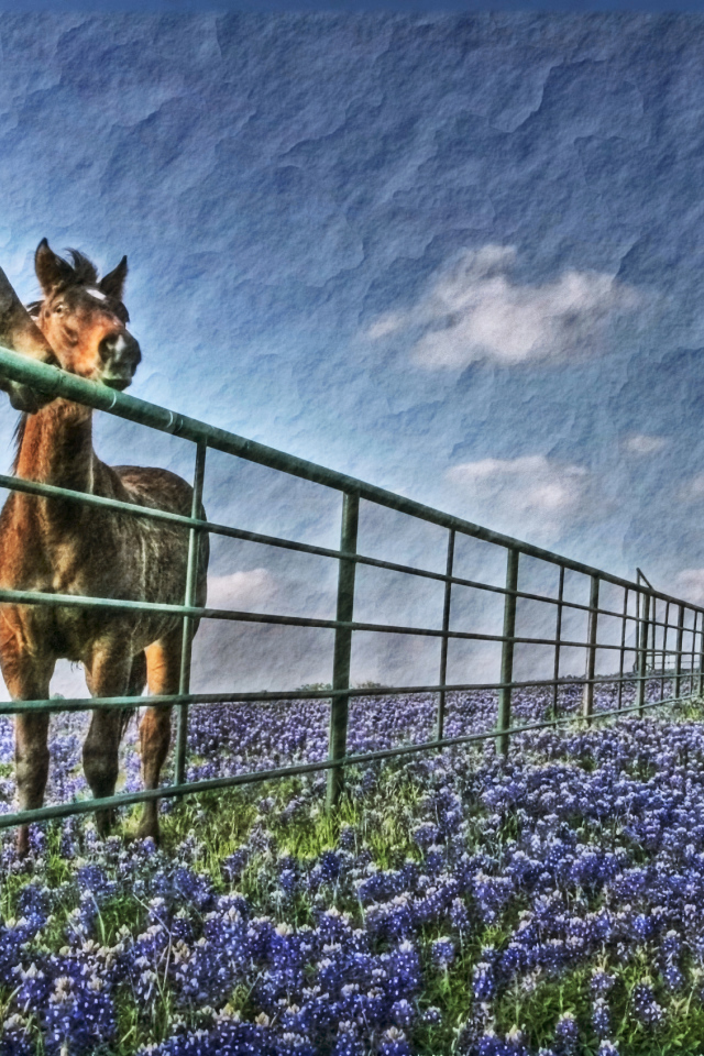 Лошади у забора