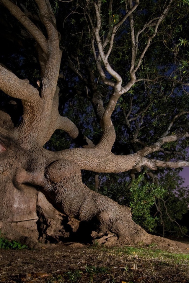 Дерево с глазом