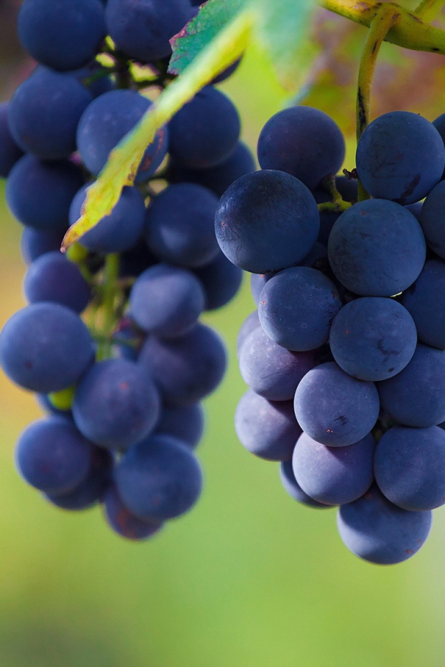 Гроздья винограда