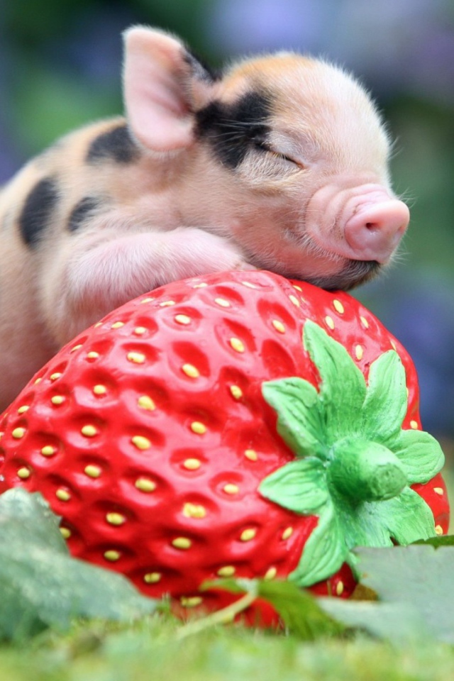 Поросенок с клубникой