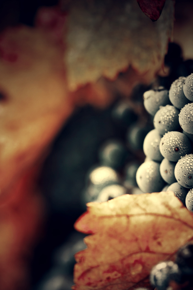 Спелый виноград