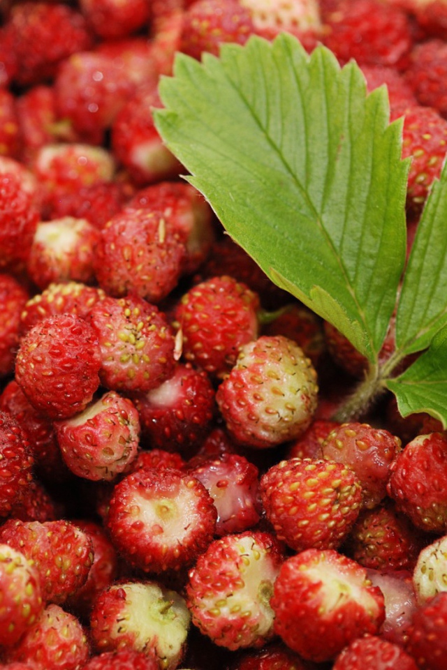 Лесная земляника