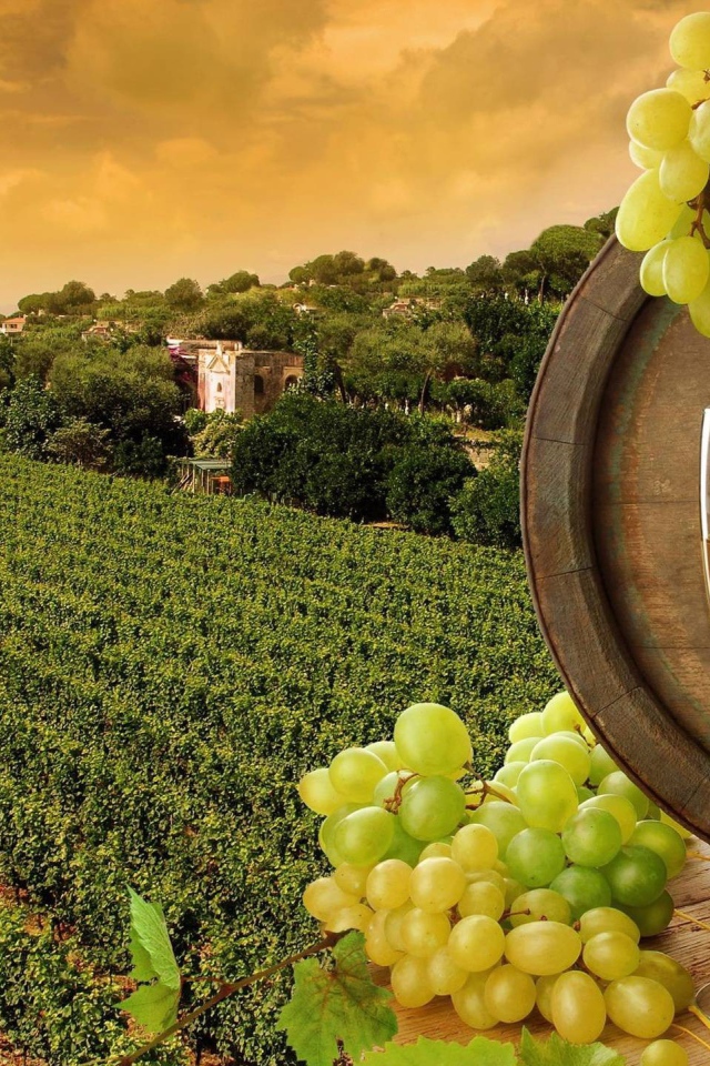 Виноградник и вино в бутылке