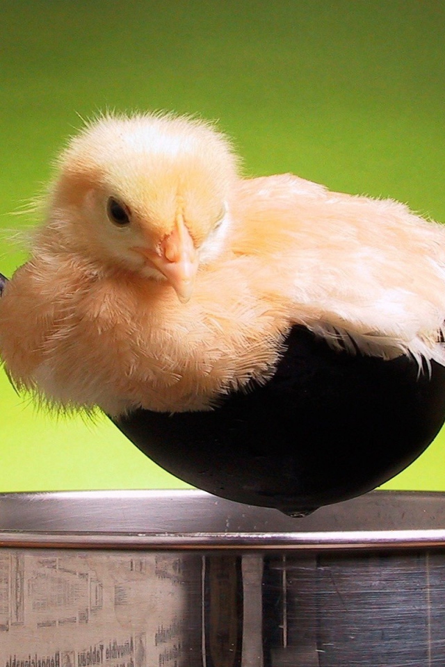 Цыпленок в поварешке