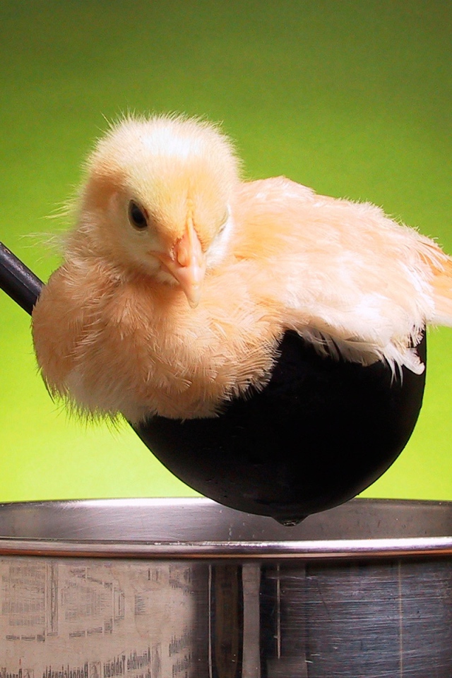 Цыпленок в кастрюле