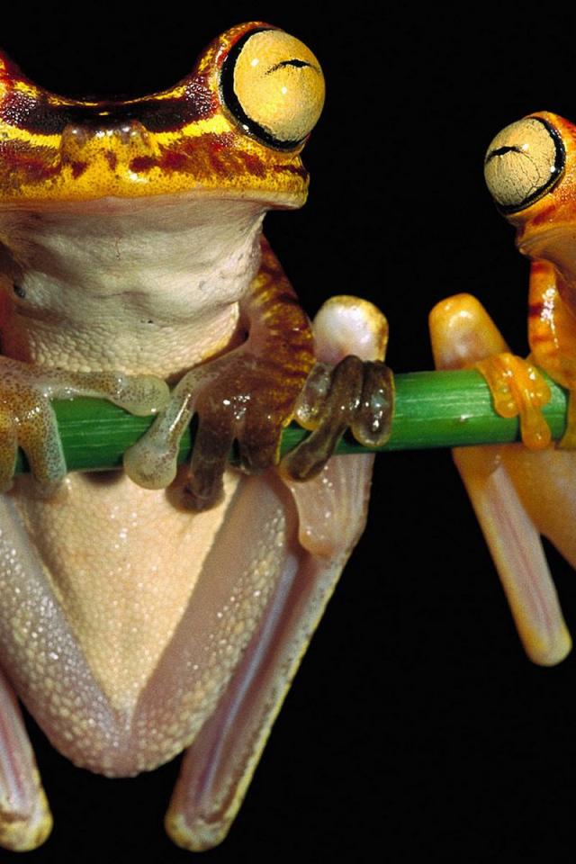 Лягушки висят на ветке