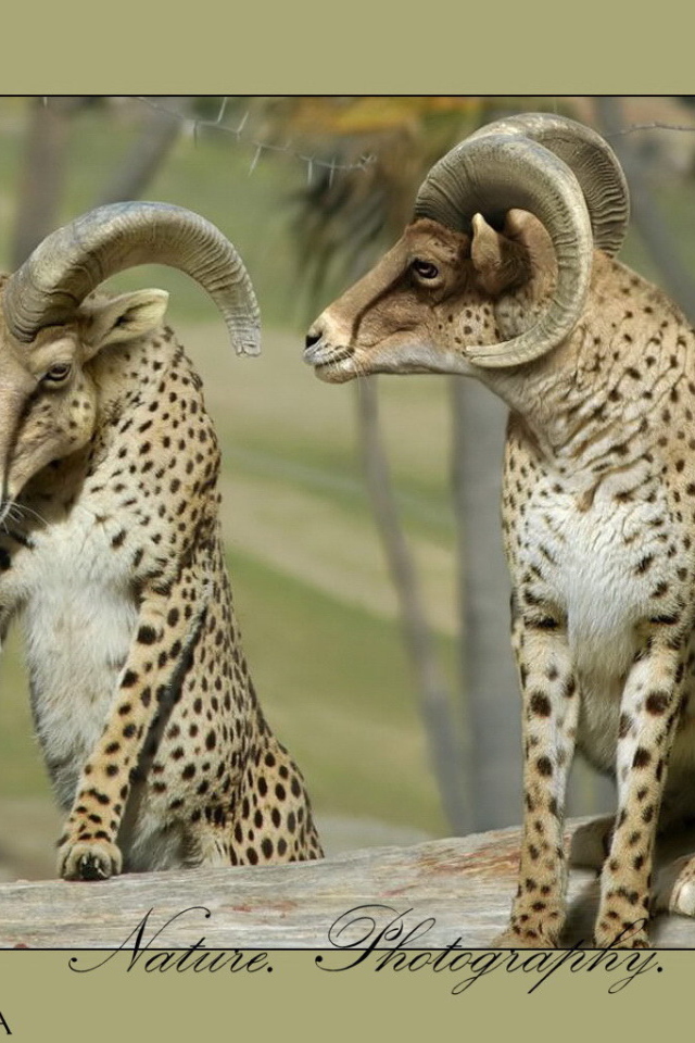 Бараны в леопардовой шкуре