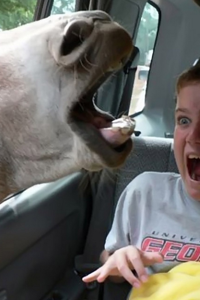 Осел напугал ребенка