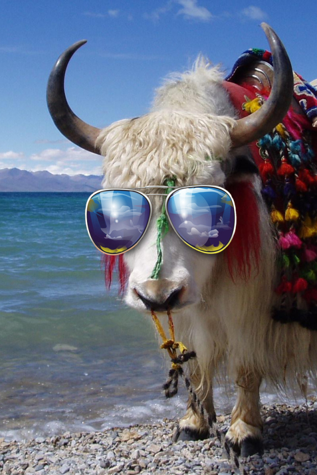 	   Bull in sunglasses