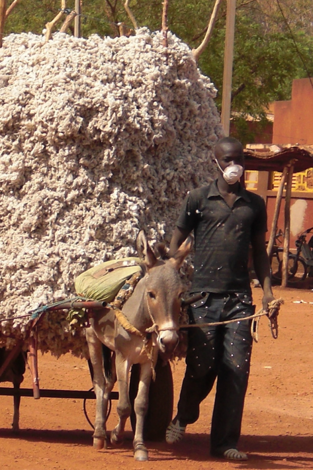 Маленький осел везет большой воз