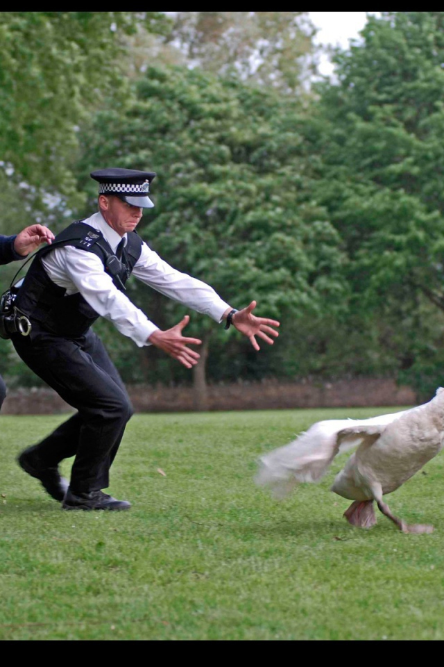 Полиция ловит гуся