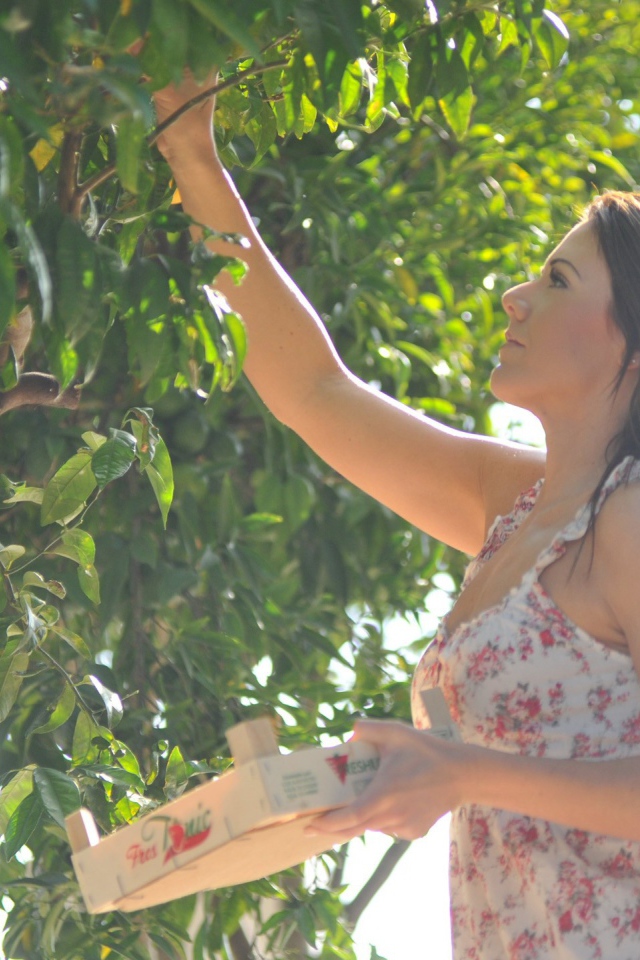 Девушка собирает фрукты