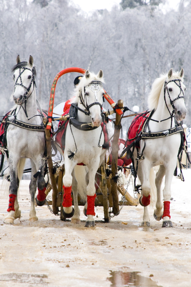 Русская тройка на Масленицу
