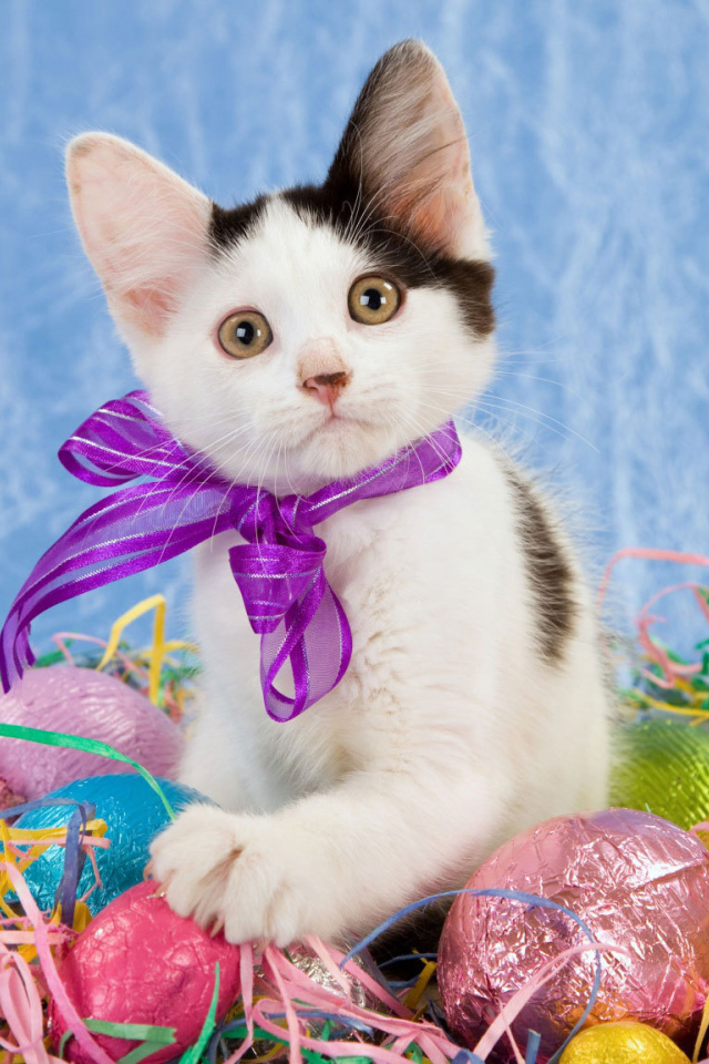 Котенок среди яиц на Пасху