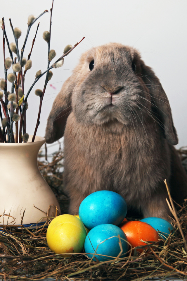 Кролик и мимоза на Пасху