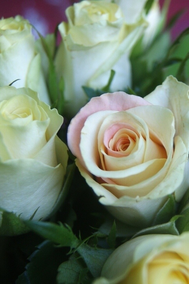 Красивые белые розы для женщин