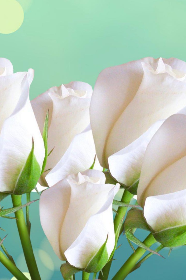 Красивые белые розы на голубом фоне женщинам на восьмое марта