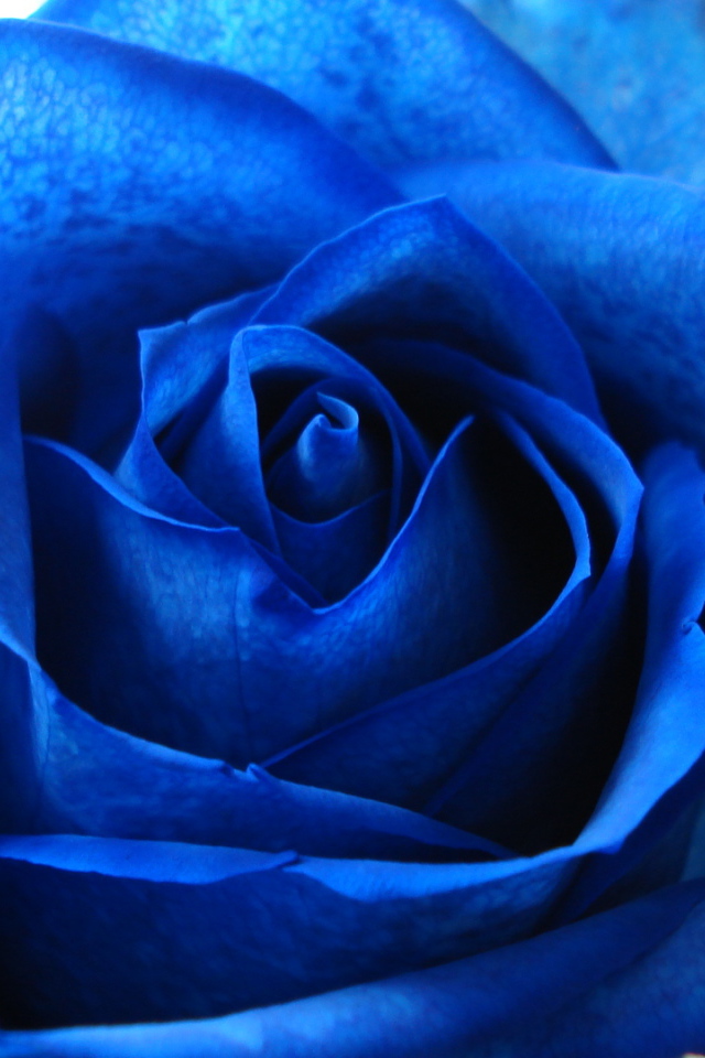 Синяя роза в подарок на восьмое марта