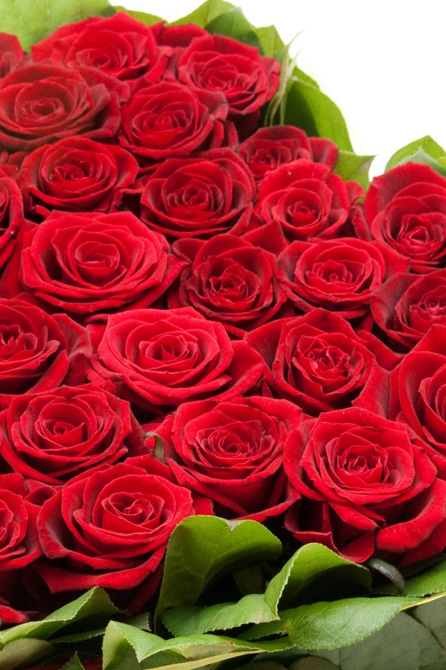 Букет красных роз на 8 марта для девушки