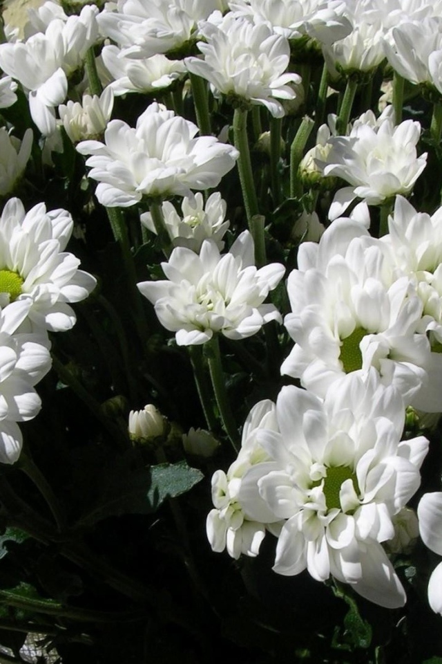 Букет из белых хризантем на восьмое марта