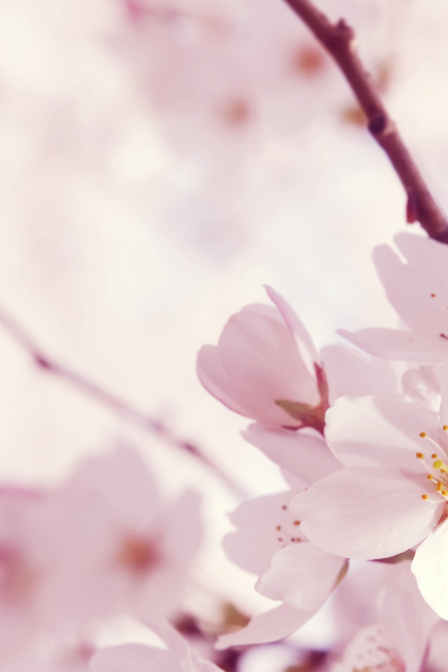 Цветок сакуры на 8 марта