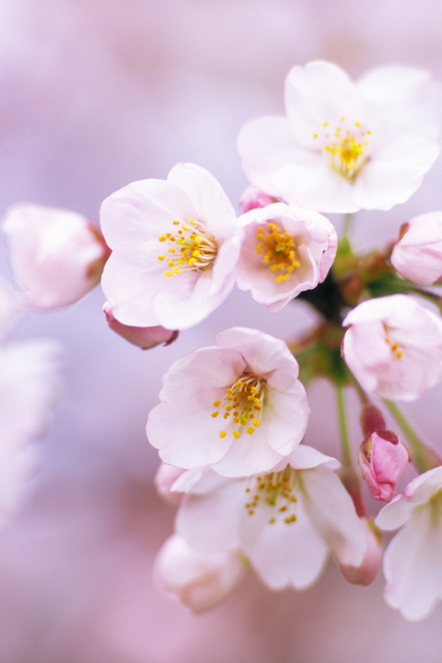 Цветы вишни на 8 марта