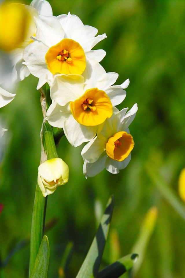 Нарциссы на 8 марта