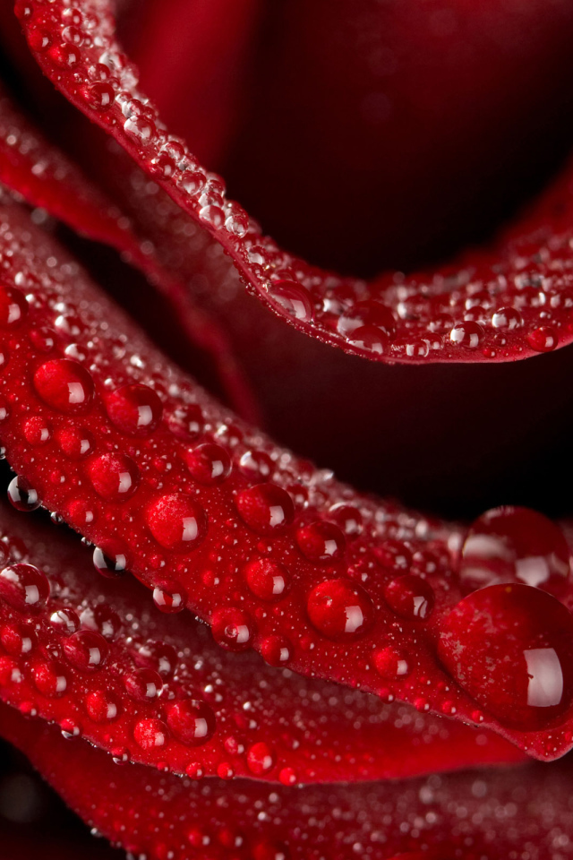 Нежная роза на 8 марта