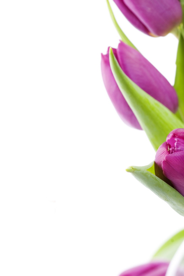 Нежные цветы на 8 марта