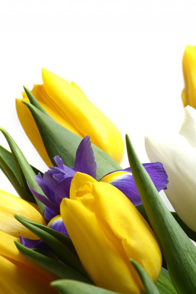 Цветы для девушки к 8 марта