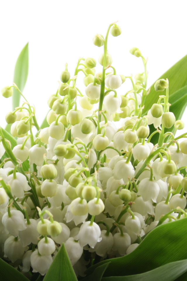 Ландыши на 8 марта