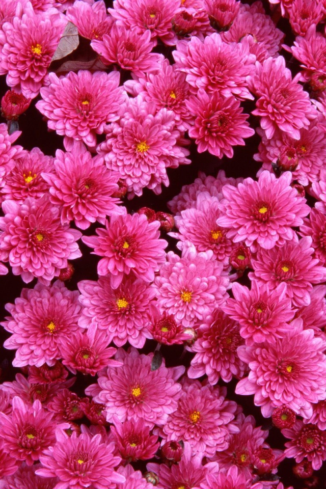 Луг на 8 марта