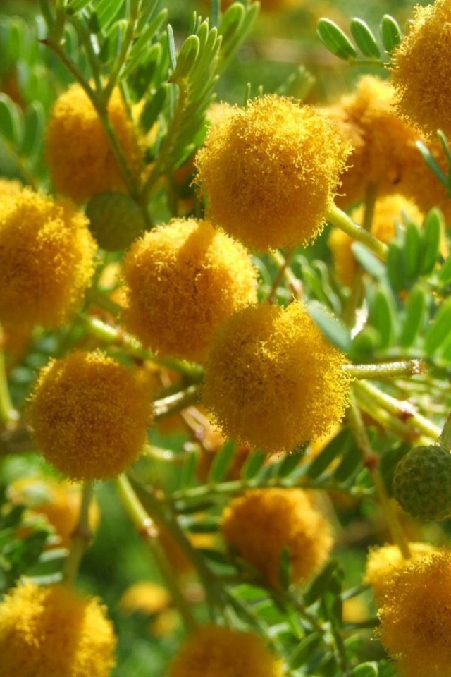 Цветы мимозы на 8 марта