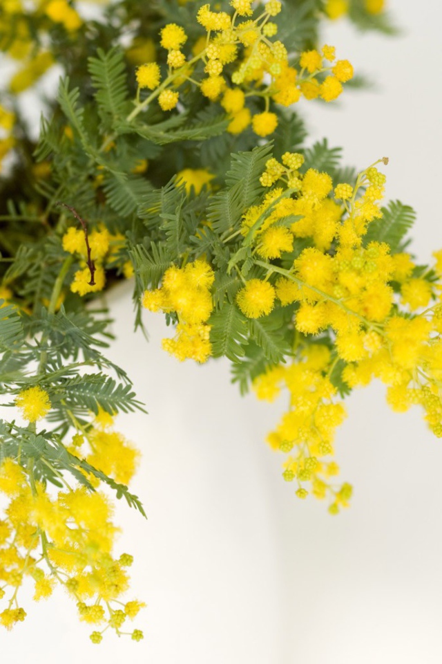 Мимоза на 8 марта