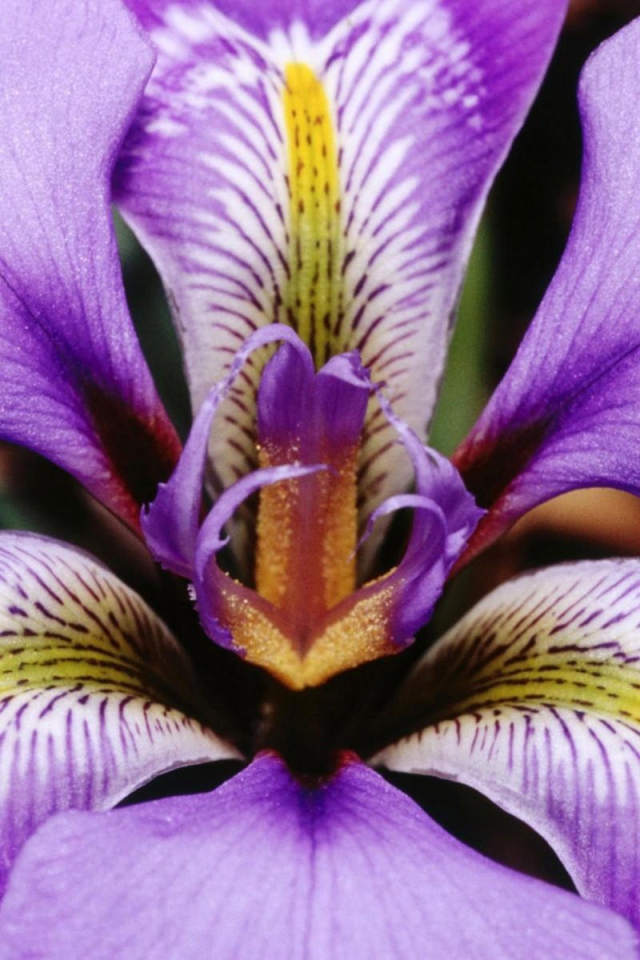 Фиолетовый ирис на 8 марта