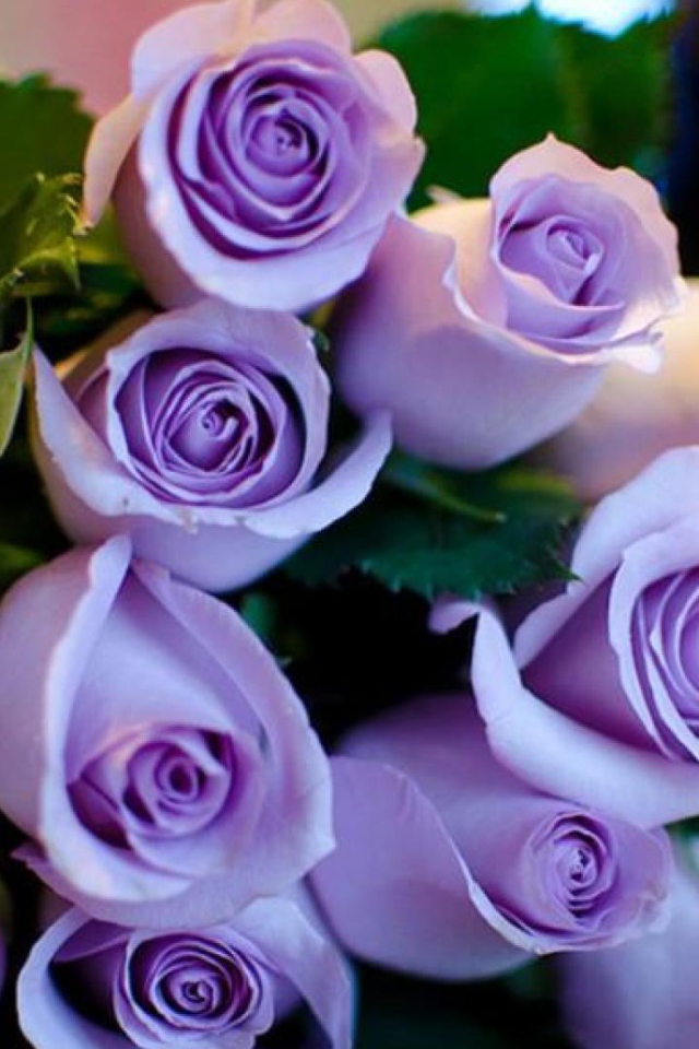 Фиолетовые розы в букете на восьмое марта