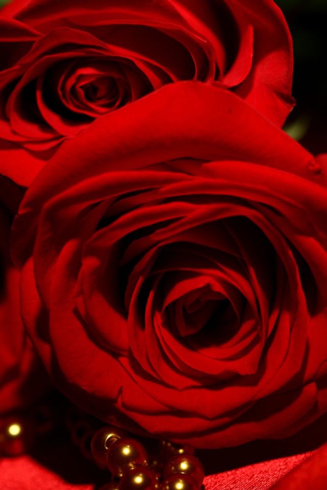 Красные розы на 8 марта на фоне атласа и жемчуга