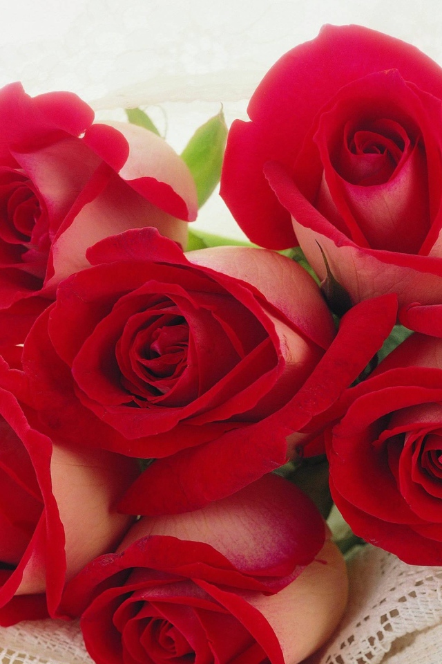 Красные розы на 8 марта для любимой