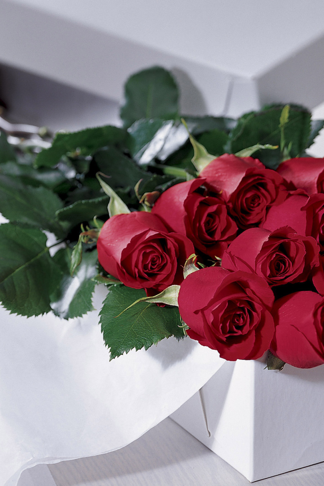 Красные розы на 8 марта в белой коробке