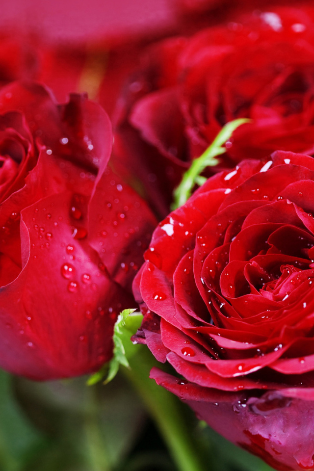 Красные розы на розовом фоне на восьмое марта