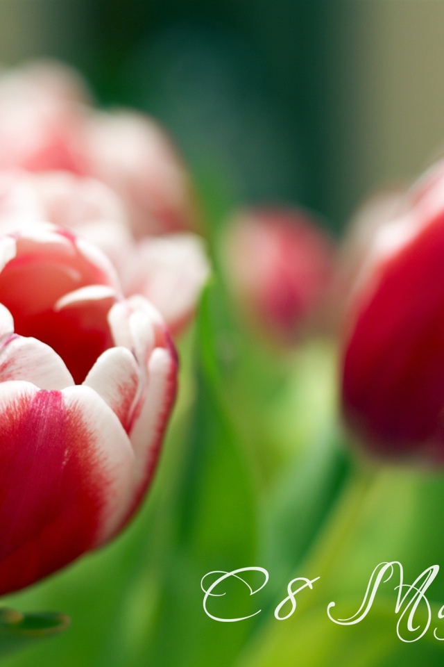 Весенние тюльпаны на 8 марта