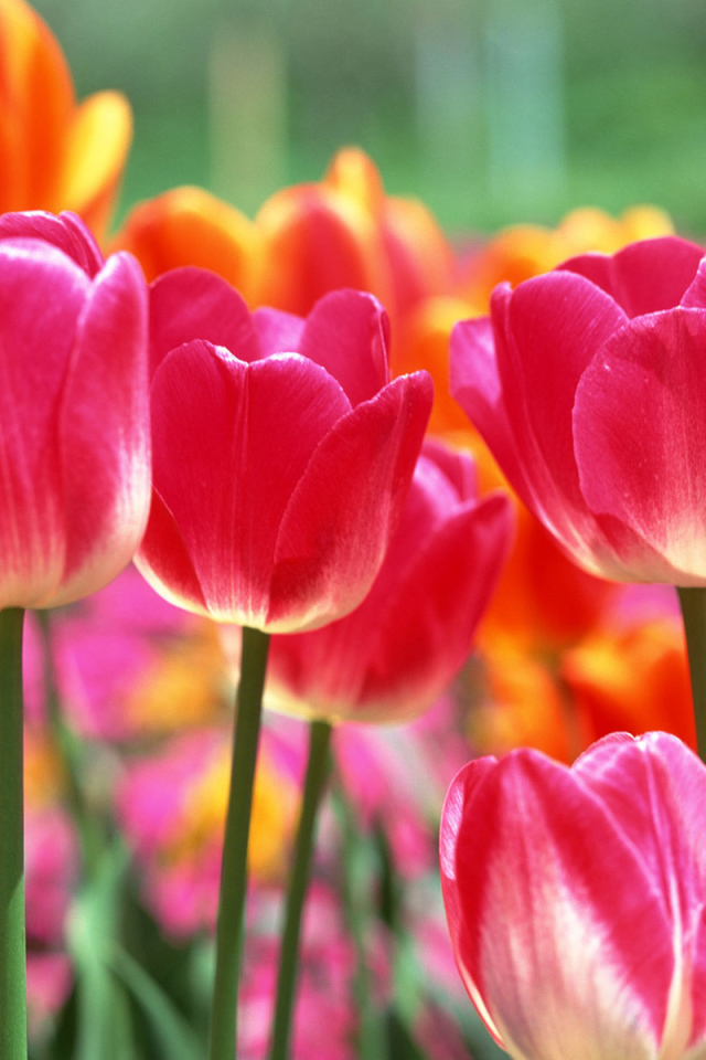 Тюльпаны на 8 марта