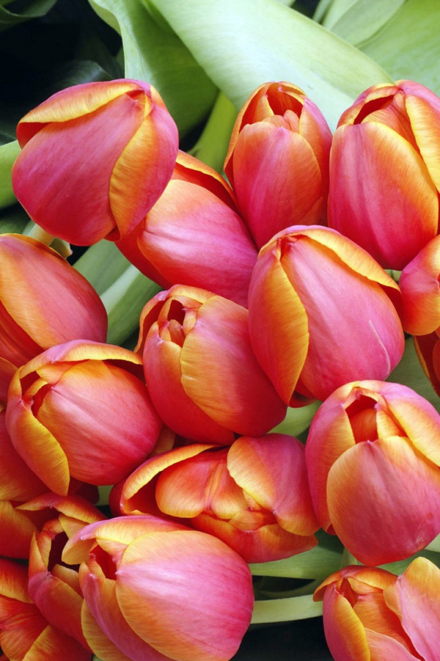 Тюльпаны к дню 8 марта