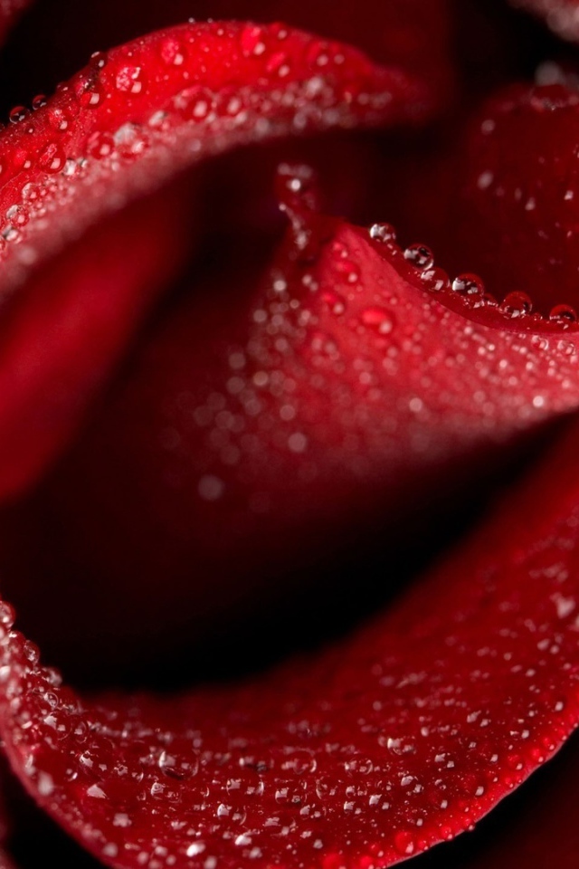 Мокрая красная роза крупным планом на восьмое марта