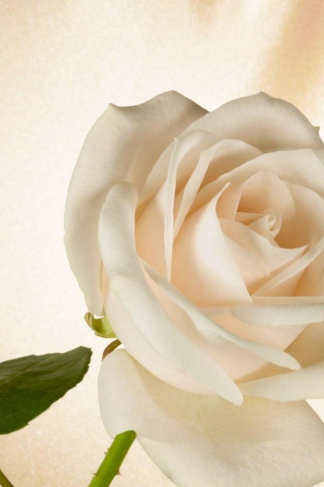 Белая роза в подарок на восьмое марта