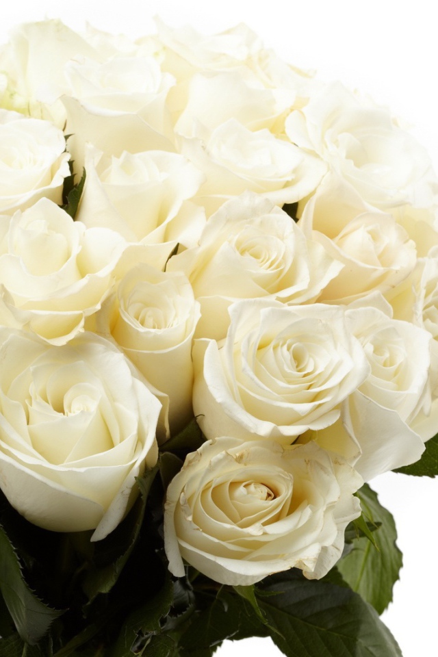 Белые розы в букете в подарок на восьмое марта