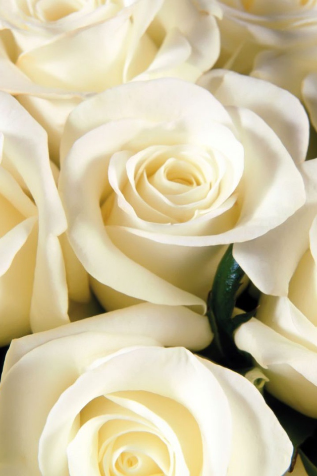 Белые розы всем женщинам на восьмое марта