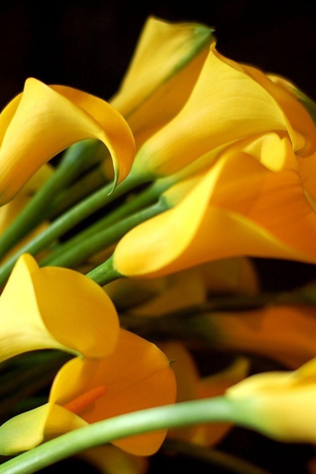 Жёлтые каллы на чёрном фоне для девушки на восьмое марта