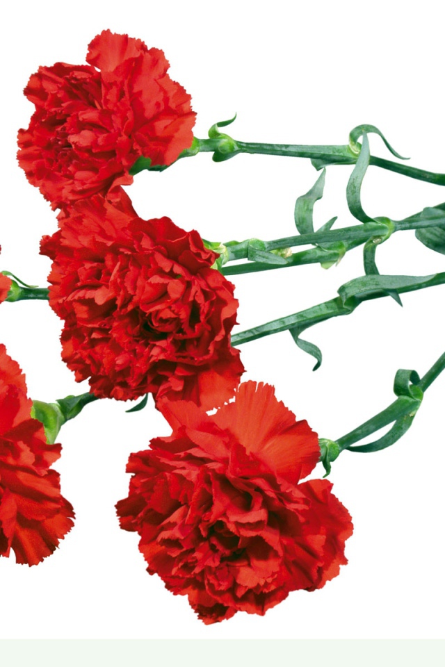 Гвоздики в День Победы 9 мая