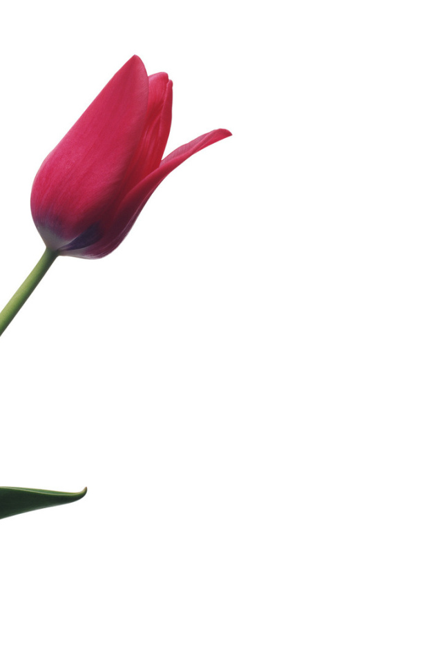 Тюльпан в День Победы 9 мая